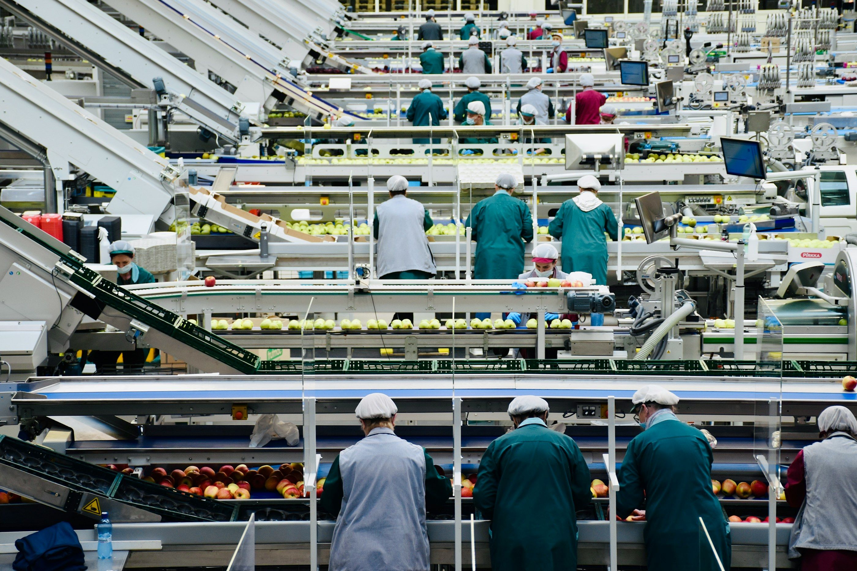 A large packing hall: dozens of workers in overalls stand along sorting lines.